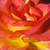 Roz - Trandafir englezesti - Othello